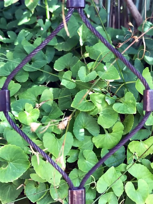 Close-up of vibrant green leaves viewed through a diamond-shaped black wire fence.