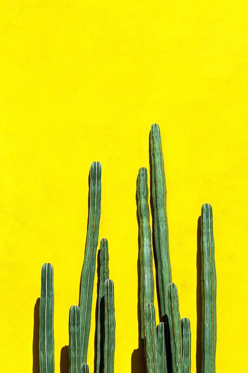 Tall green cacti with vertical ridges standing against a vibrant yellow wall, creating a bold and minimalist color contrast.