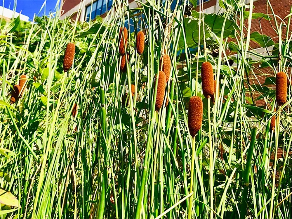 Tall green reeds with brown cattail heads growing densely in an urban garden, with buildings and blue sky visible in the background.