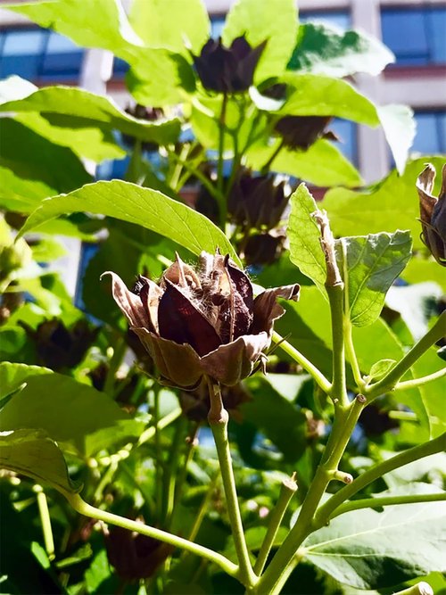 Close-up of a dried flower bud surrounded by green leaves, with sunlight filtering through and a blurred building in the background.