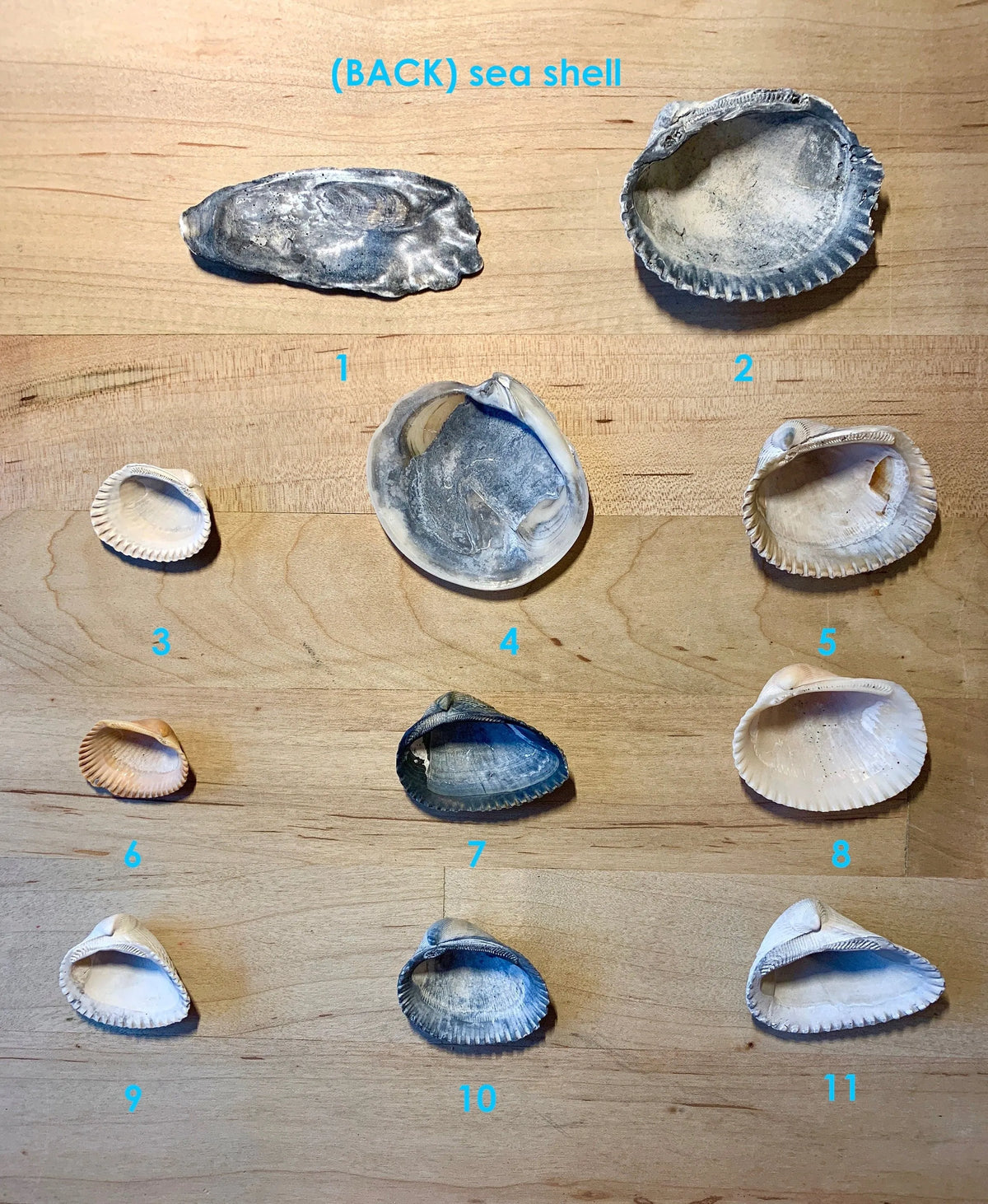 HAVEN Earring Set 24K Gold Leaf Sea Shell Black Pearl Quartz Crystal