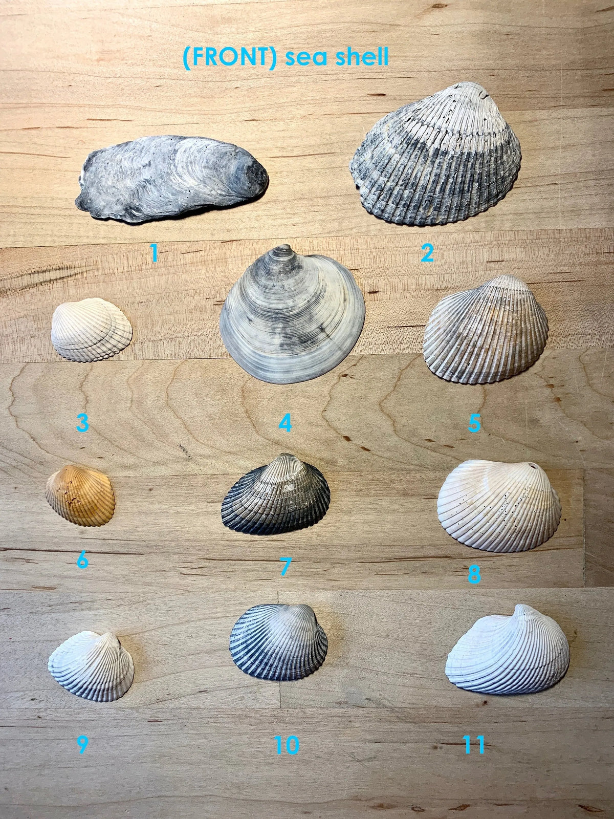 HAVEN Earring Set 24K Gold Leaf Sea Shell Black Pearl Quartz Crystal