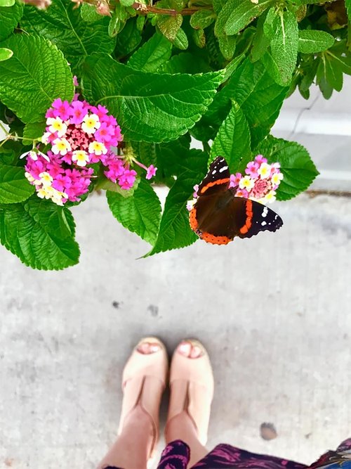 A butterfly with black and orange wings perched on bright pink and yellow flowers, with a person in light pink heels standing on the sidewalk below.