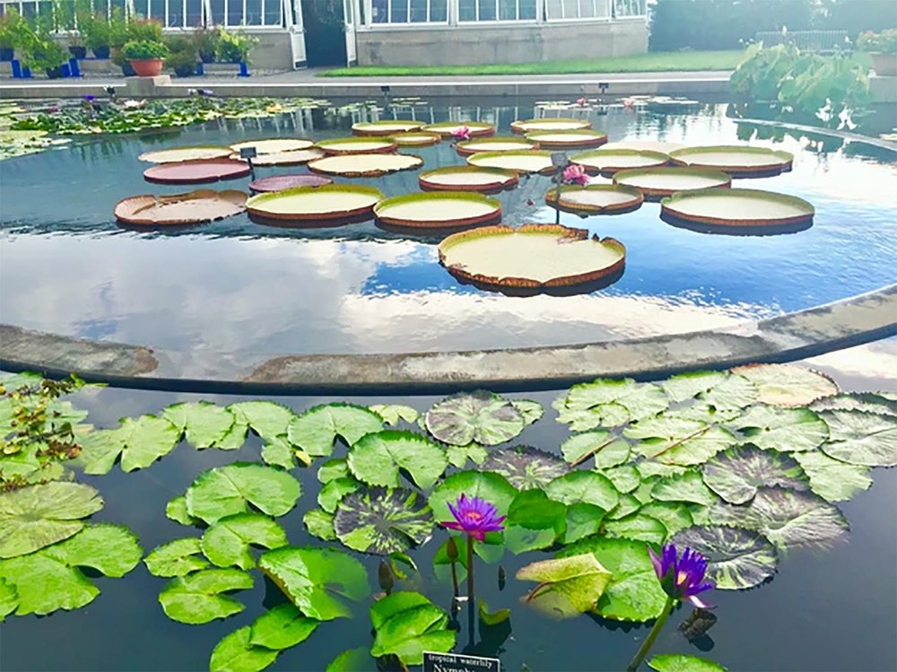 Reflecting pond with giant water lily pads, blooming purple lilies, and a greenhouse in the background.